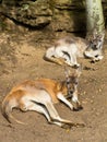 Red Kangaroo