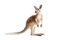 Red Kangaroo on White Royalty Free Stock Photo