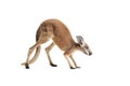 Red Kangaroo on White Royalty Free Stock Photo