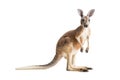 Red Kangaroo on White Royalty Free Stock Photo