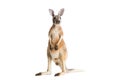 Red Kangaroo on White Royalty Free Stock Photo