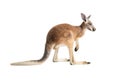 Red Kangaroo on White Royalty Free Stock Photo