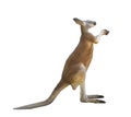 Red kangaroo on white background Royalty Free Stock Photo