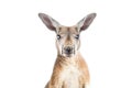 Red Kangaroo on White Royalty Free Stock Photo