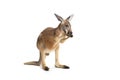 Red Kangaroo on White Royalty Free Stock Photo