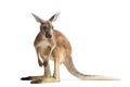 Red Kangaroo on White Royalty Free Stock Photo