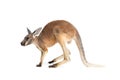 Red Kangaroo on White Royalty Free Stock Photo