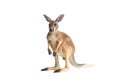 Red Kangaroo on White Royalty Free Stock Photo