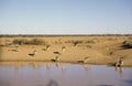 Red kangaroos Royalty Free Stock Photo