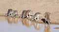 Red Kangaroos drinking at a waterhole Royalty Free Stock Photo