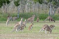 Red kangaroos Royalty Free Stock Photo