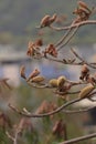 Kapok cotton tree flower blub