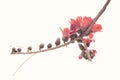 Kapok cotton tree flower