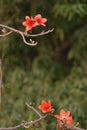 Kapok cotton tree flower