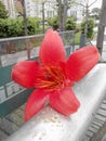 A red kapok fell on the railing