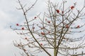 Red Kapok flower growing on the tree without leaves in spring against blue sky in Shenzhen, China Royalty Free Stock Photo