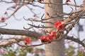 Kapok Silk cotton tree flower bombax ceiba