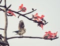Kapok Silk cotton tree flower pigeon