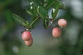 Red Karanda fruit herb on tree after rain Royalty Free Stock Photo
