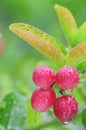 Red karonda fruit Royalty Free Stock Photo