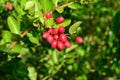 Ripe and red karonda fruit on branch tree