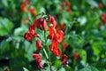Red kidney beans flower, soft blurry green leaves background, close up