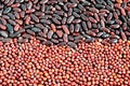 Red kidney beans and red adzuki beans Royalty Free Stock Photo