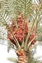 Red kimri dates bunch Royalty Free Stock Photo