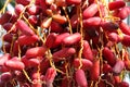 Red kimri dates clusters Royalty Free Stock Photo