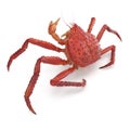 Red King Crab Kamchatka Isolated On White Background. 3D Illustration Royalty Free Stock Photo