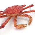 Red King Crab Kamchatka Isolated On White Background. 3D Illustration Royalty Free Stock Photo