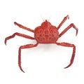 Red King Crab Kamchatka Isolated On White Background. 3D Illustration Royalty Free Stock Photo