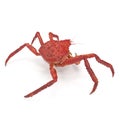 Red King Crab Kamchatka Isolated On White Background. 3D Illustration Royalty Free Stock Photo