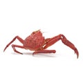 Red King Crab Kamchatka Isolated On White Background. 3D Illustration Royalty Free Stock Photo