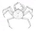Red king crab. Outline black and white illustration. Royalty Free Stock Photo