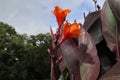 Red King Humbert Canna growing in a garden Royalty Free Stock Photo