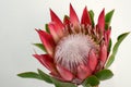 Red king protea plant on white background