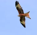 The Red Kite Royalty Free Stock Photo