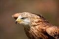 Red Kite Royalty Free Stock Photo