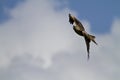 Red Kite Royalty Free Stock Photo