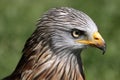 Red kite Royalty Free Stock Photo