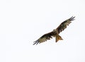 Red Kite against Grey Sky Royalty Free Stock Photo