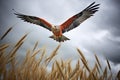 red kite against stormy sky over a barley field Royalty Free Stock Photo