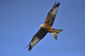 Red kite bird in Air. Royalty Free Stock Photo