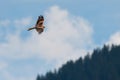 Red kite bird flies hight above over forest Royalty Free Stock Photo