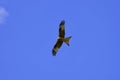 Red Kite bird in flight