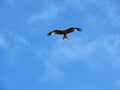 The red kite bird Milvus milvus, Der Rotmilan Vogel or ptica Crvena Lunja