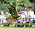 Red kite bird.