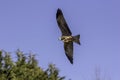 Red kite bird of prey feeding on the wing Royalty Free Stock Photo