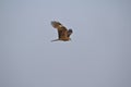 Red kite bird of prey hunting in flight. Aerial predator flying.